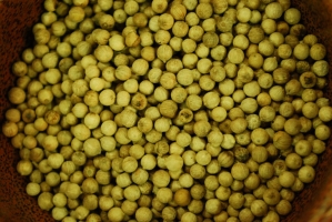 Kistermelők a világ minden részéről