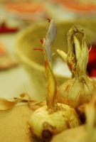 Kistermelők a világ minden részéről