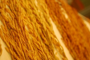 Kistermelők a világ minden részéről