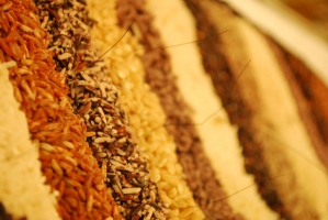 Kistermelők a világ minden részéről