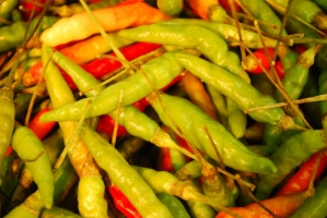 Kistermelők a világ minden részéről