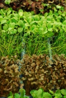 Kistermelők a világ minden részéről