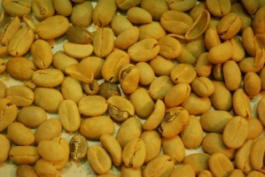 Kistermelők a világ minden részéről