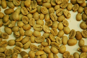 Kistermelők a világ minden részéről