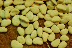 Kistermelők a világ minden részéről