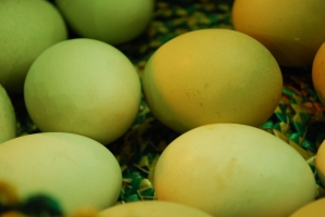 Kistermelők a világ minden részéről