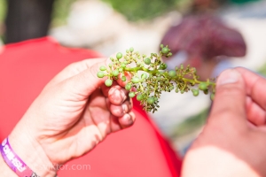 Iván-völgyi Kadarka Túra 2013