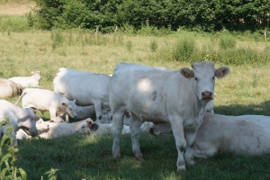 La route des grands crus - a top burgundi borok útja