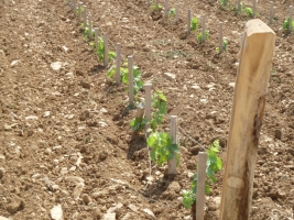 La route des grands crus - a top burgundi borok útja