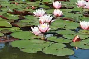 Új síkra emelték a rakott krumplit