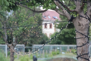 Új síkra emelték a rakott krumplit