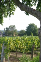 Fél évesek vagyunk