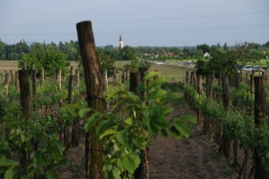 Első Somlói Tavasz Fesztivál