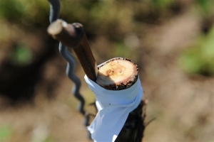 Mexikóiak dolgoztak Eger „szent hegyén”