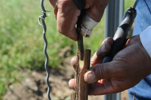 Mexikóiak dolgoztak Eger „szent hegyén”