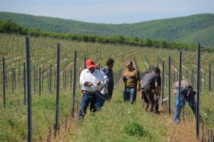 Mexikóiak dolgoztak Eger „szent hegyén”