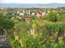 Etyeki Pincefesztivál 2008.