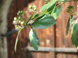 Budajenői Borünnep