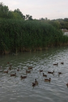 Badacsonyi Borhetek 2008