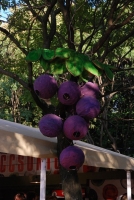 Életérzés és bor a Szigeten 2008-ban