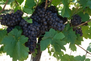 Hilltop Borünnep 2008