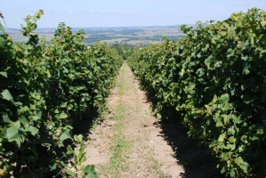 Hilltop Borünnep 2008