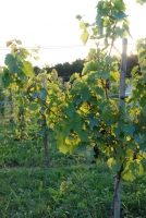 Egy éjszaka alatt a távoli világ körül