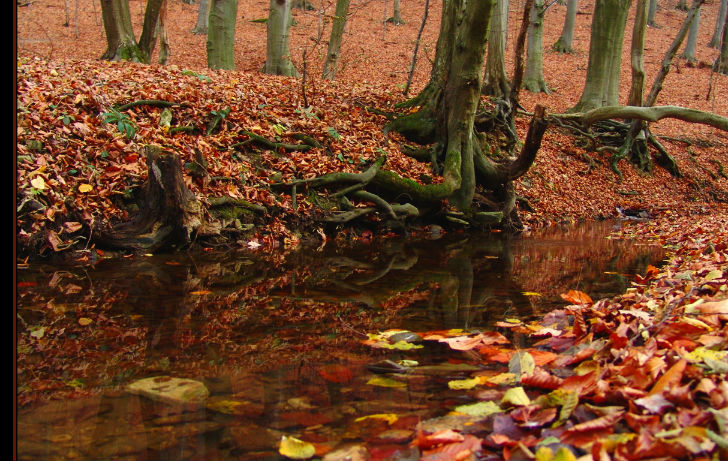 Márton nap a Hetényi Pincészetben Márton nap a Hetényi Pincészetben