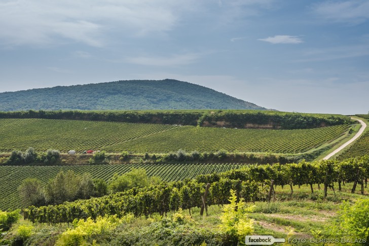 Gourmet Bock Borvacsora Gourmet Bock Borvacsora
