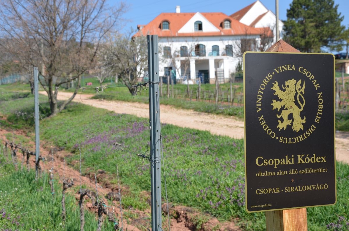 2012-ből jönnek ki az első Csopaki Kódex-borok